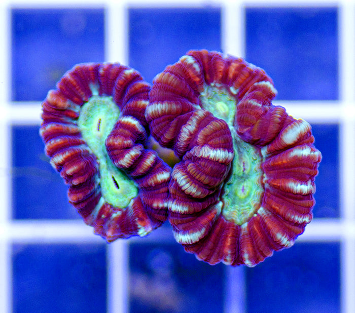 Australian Ultra Caulastrea