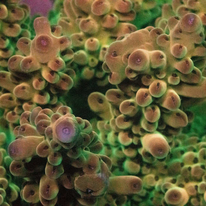 MotorCityCorals, " fruit salad"