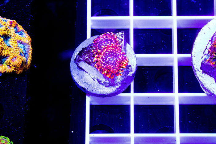 MotorCityCorals, Utter chaos Zoanthid