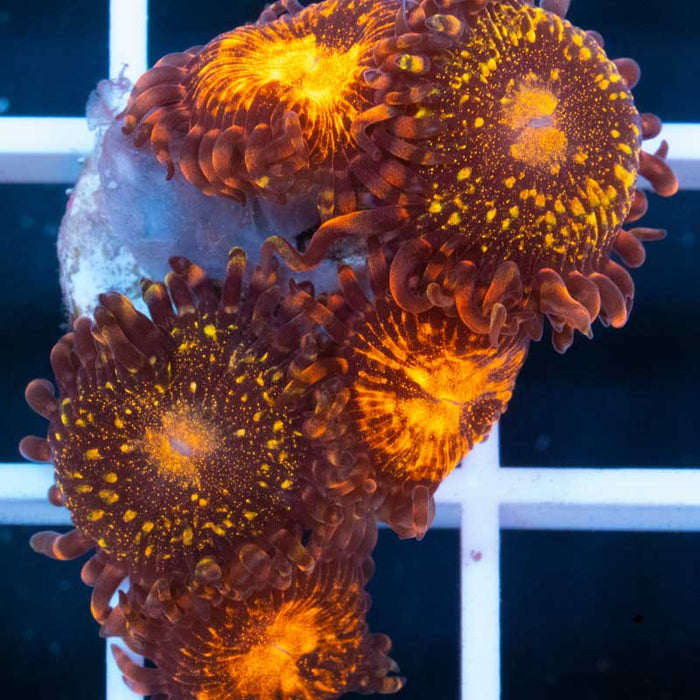 Pandora Paly