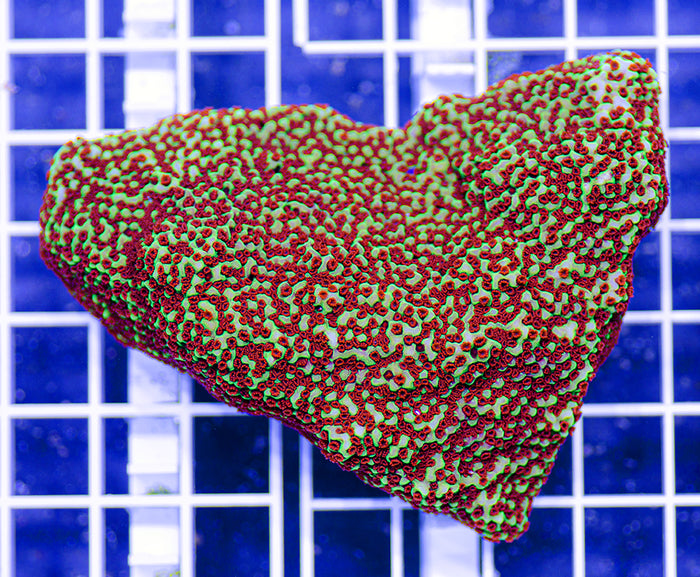 AAF Aquacultured Premium Green Encrusting Montipora