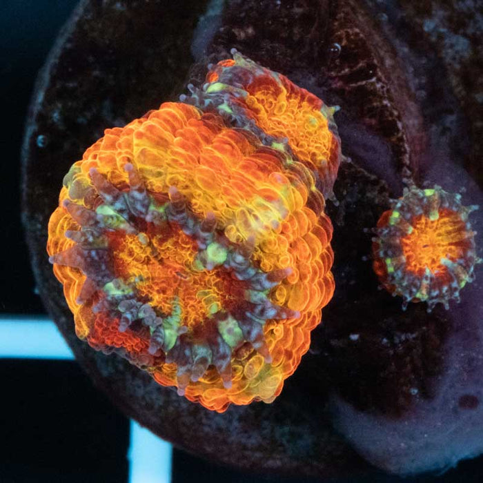 Aussie Acan