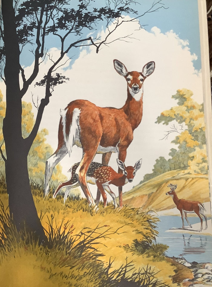 BOOKS - Hoofs, Claws and Antlers by Harold McCracken - Illustrated by Lee Ames