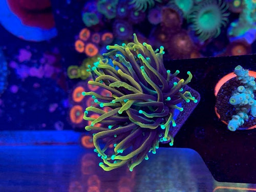 Cherry Corals 21 tails torch