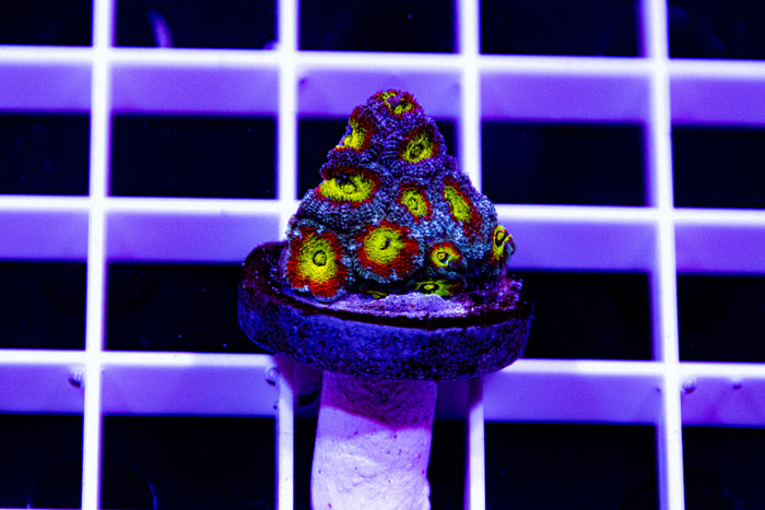 F2M, Holy grail Micromussa