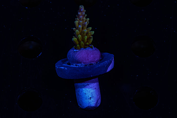 Greg's unicorn ,acropora