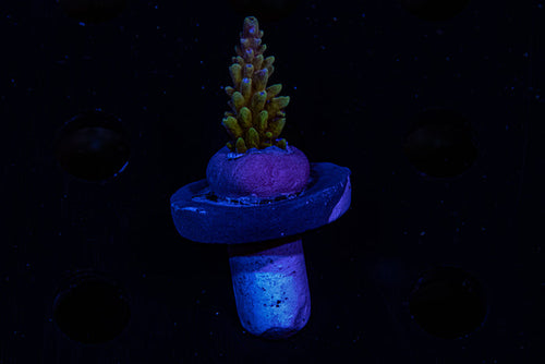 Greg's unicorn ,acropora