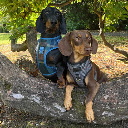 Heritage Hounds Tweed Dog Harness