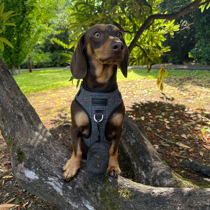 Heritage Hounds Tweed Dog Harness