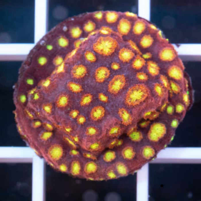 JF Bling Bling Cyphastrea