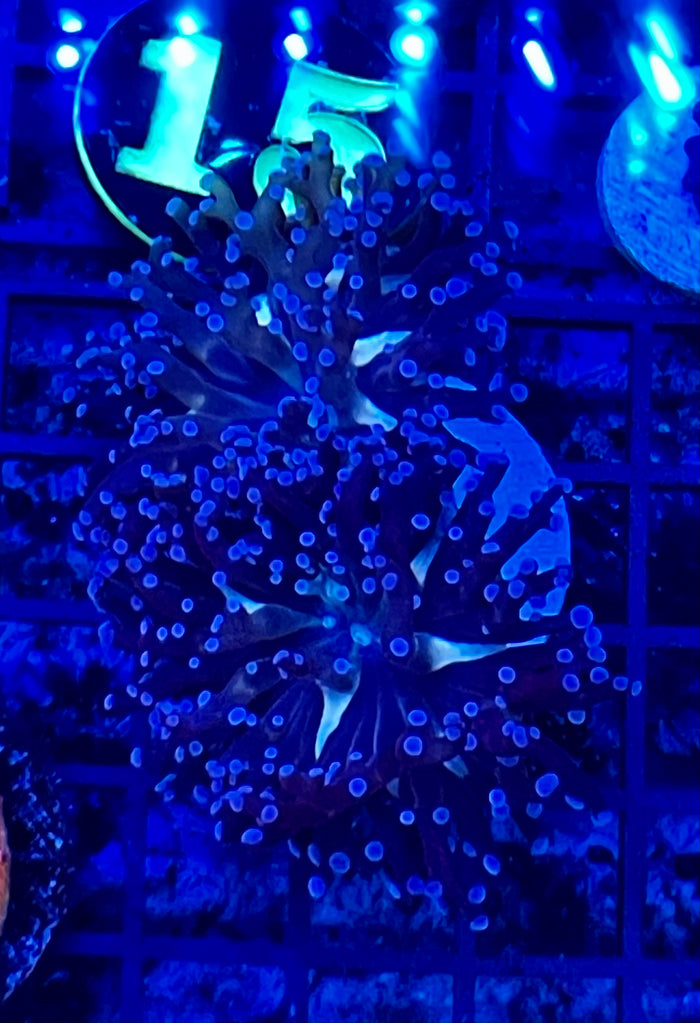 MCC Blue Octospawn #3