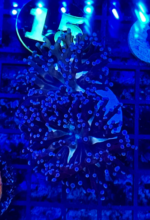 MCC Blue Octospawn #3