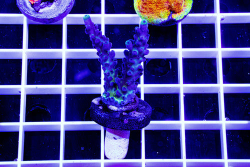 MotorCityCorals, Cali tort