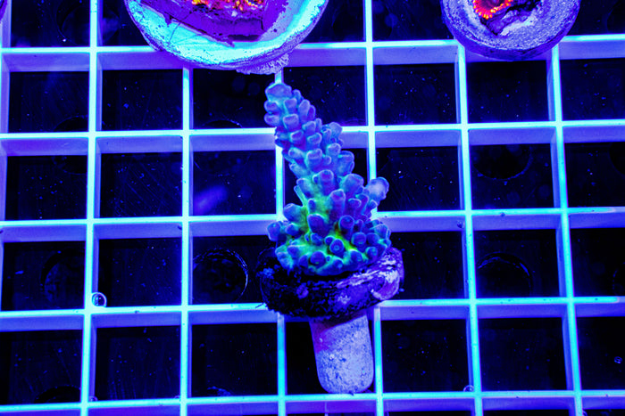 MotorCityCorals, Calitort