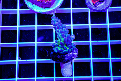 MotorCityCorals, Calitort