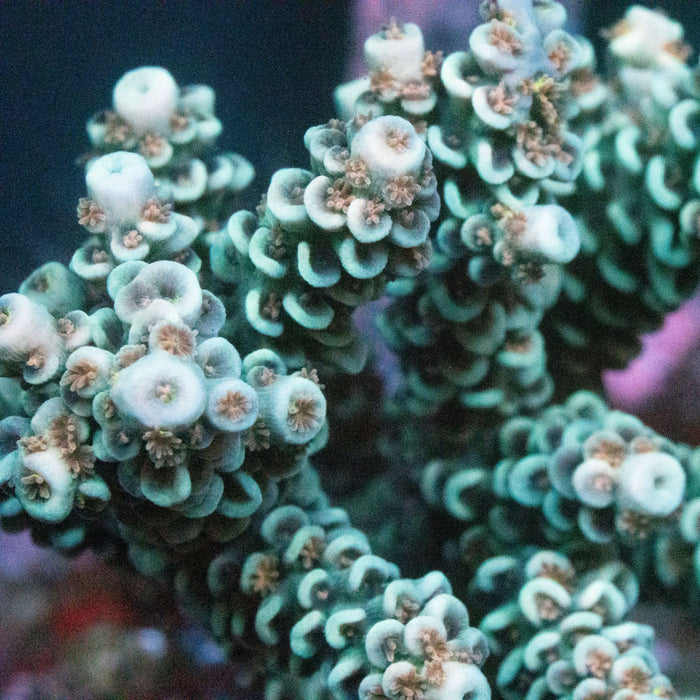 MotorCityCorals, "Candy Cane "