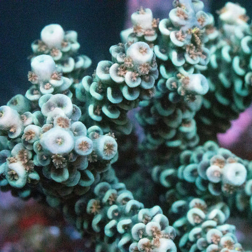 MotorCityCorals, "Candy Cane "
