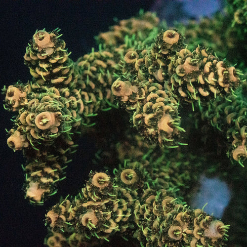 MotorCityCorals, " Yellow Jacket"