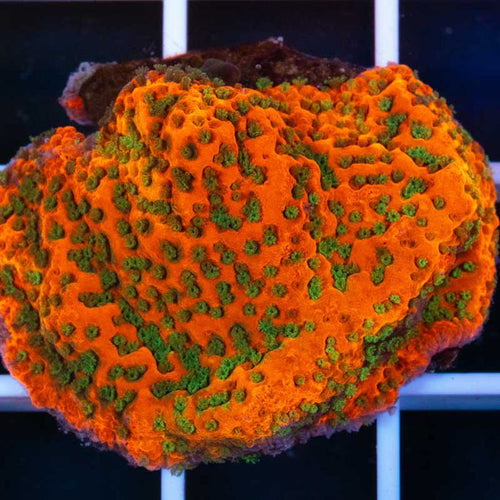 RR Tropic Thunder XL