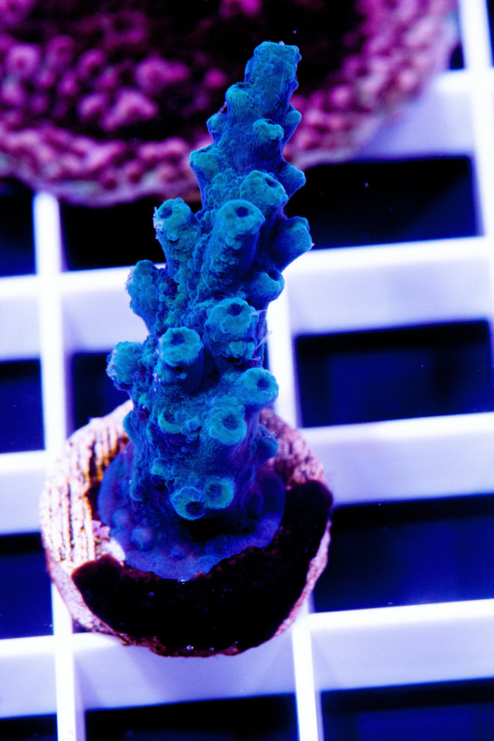 Vivids Myagi Tort