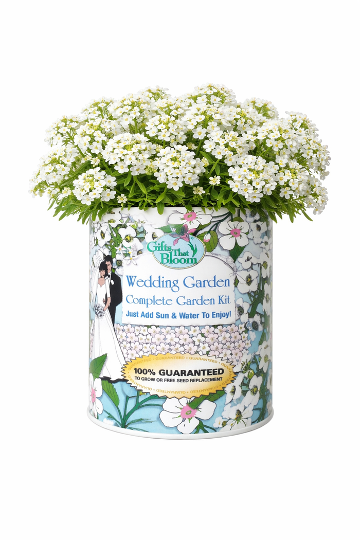 Wedding Garden Grocan Seed Kit